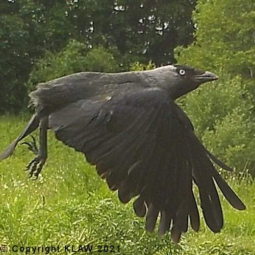 Bird 67