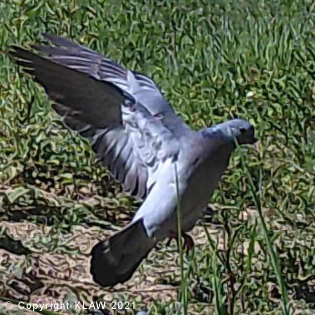 Bird 08