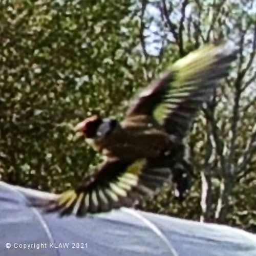 Bird 11