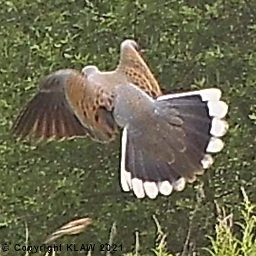 Bird 64
