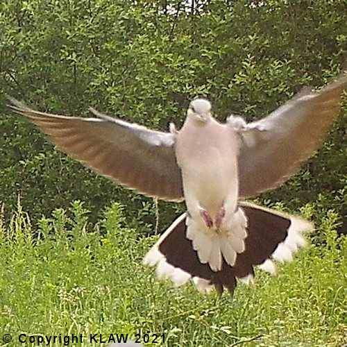 Bird 70