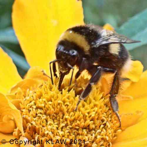 Buff Bottomed Bee