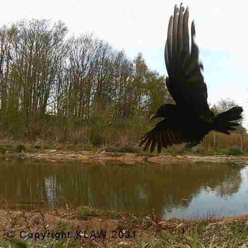 Image of carrion crow over pond