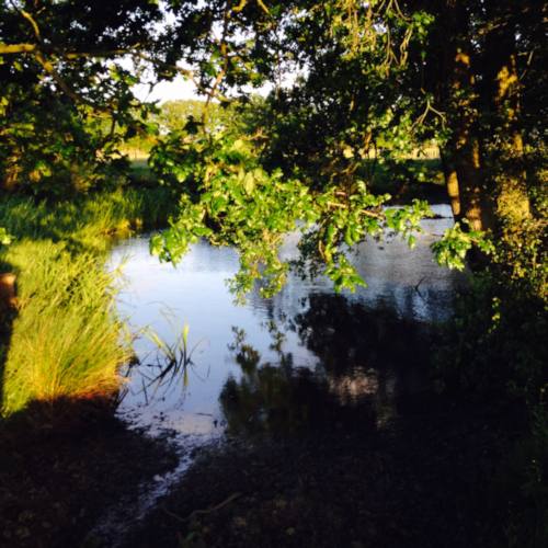 pond