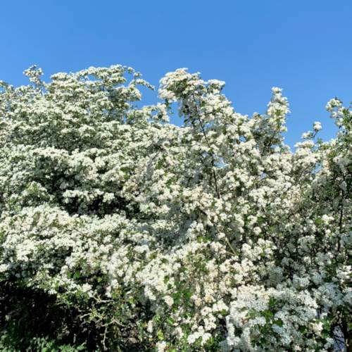 Blossom