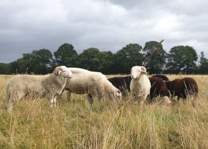 sheep