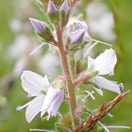Flower 94