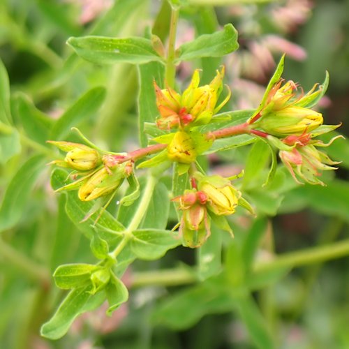 Common St Johns Wort in Bud