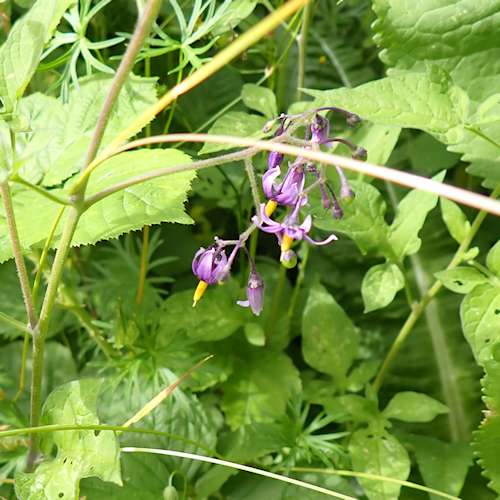 Deadly Nightshade