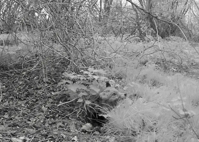 Fox Family 01