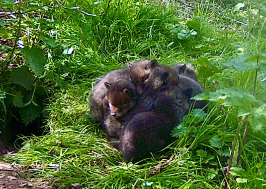Fox Family 05