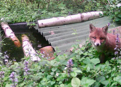 Fox Family 07