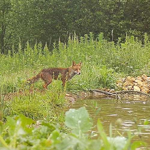 magpie with fox 3