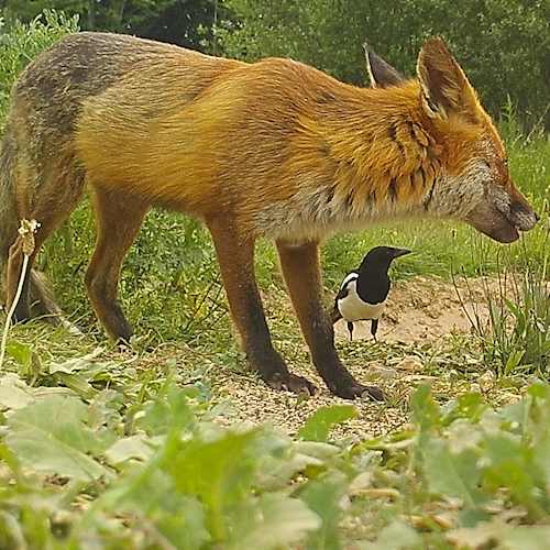 magpie with fox 91