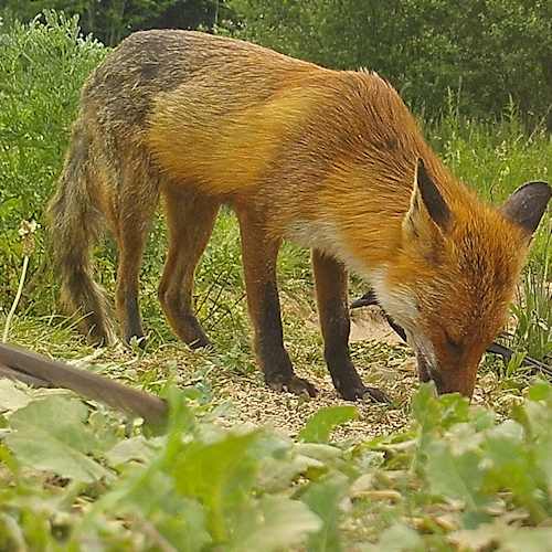 magpie with fox 92