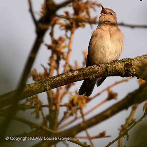 Garden Warbler