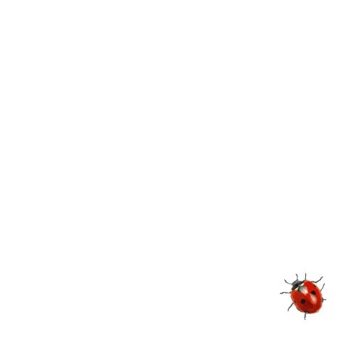 Ladybird running in circles