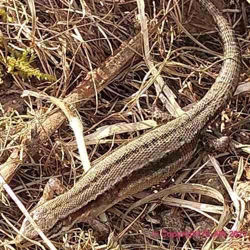 Lizard