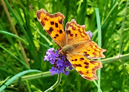 comma moth