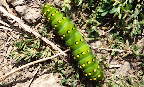Unknown Caterpillar