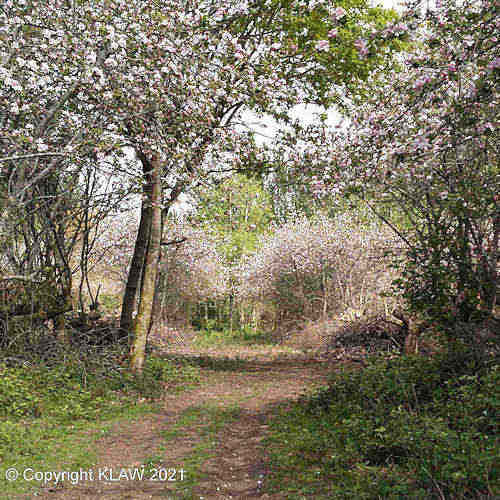 Orchard