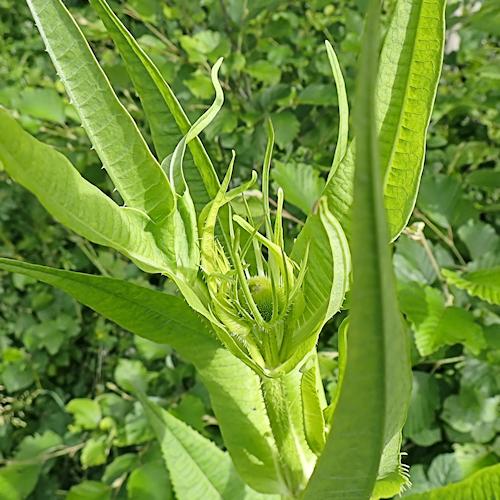 Teazle in bud