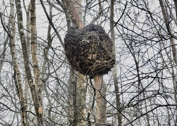 Tway Wood Gall