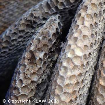 Wild Honeycomb