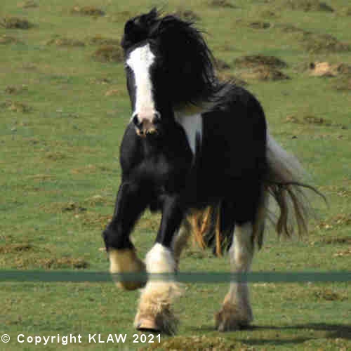 Our farm pony, Annie