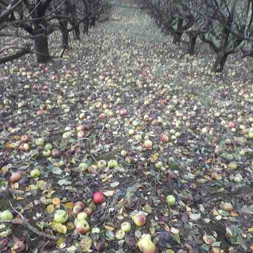 Apple Carpet