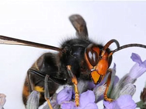 Asian Hornet Image