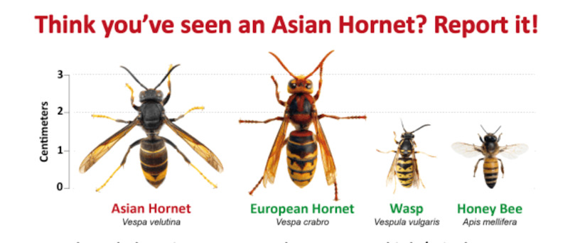 Asian Hornet Image