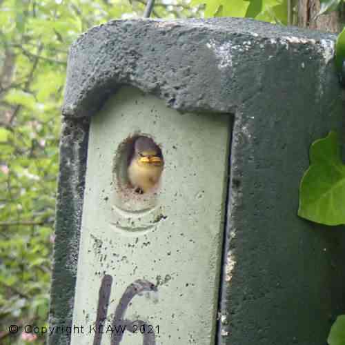 Bird box.jpg