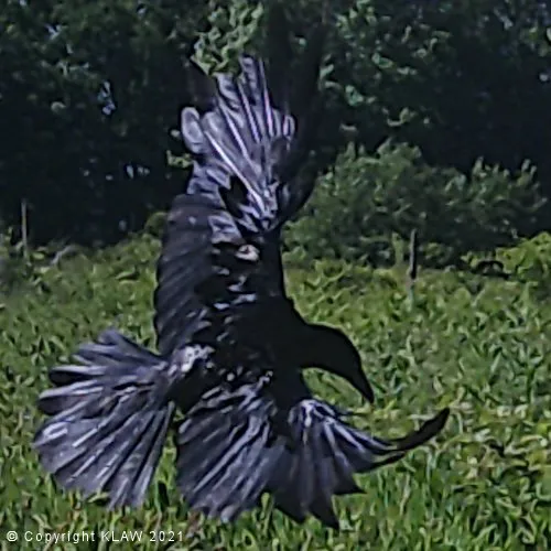 Bird 09