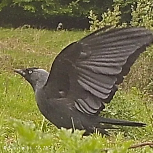 Bird 12