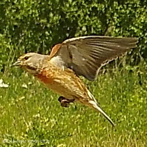 Bird 15
