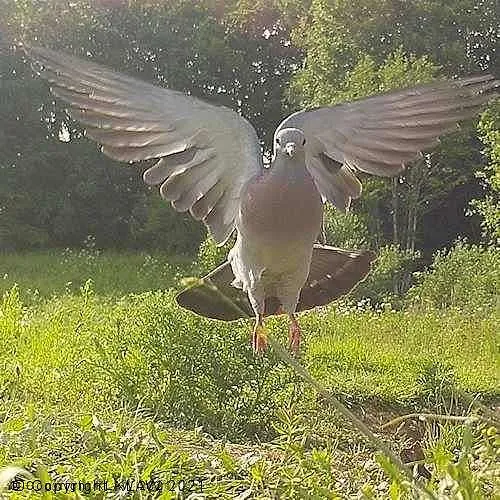 Bird 16