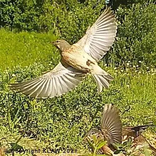 Bird 32