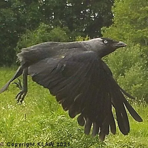 Bird 67