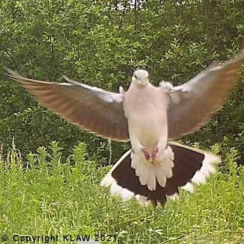 Bird 70