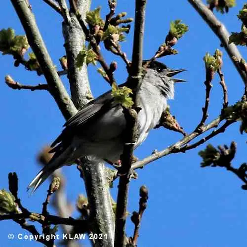Blackcap