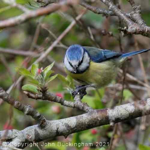 Blue Tit
