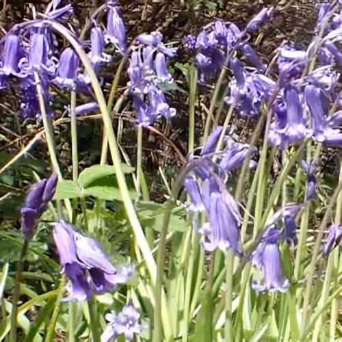 Bluebells
