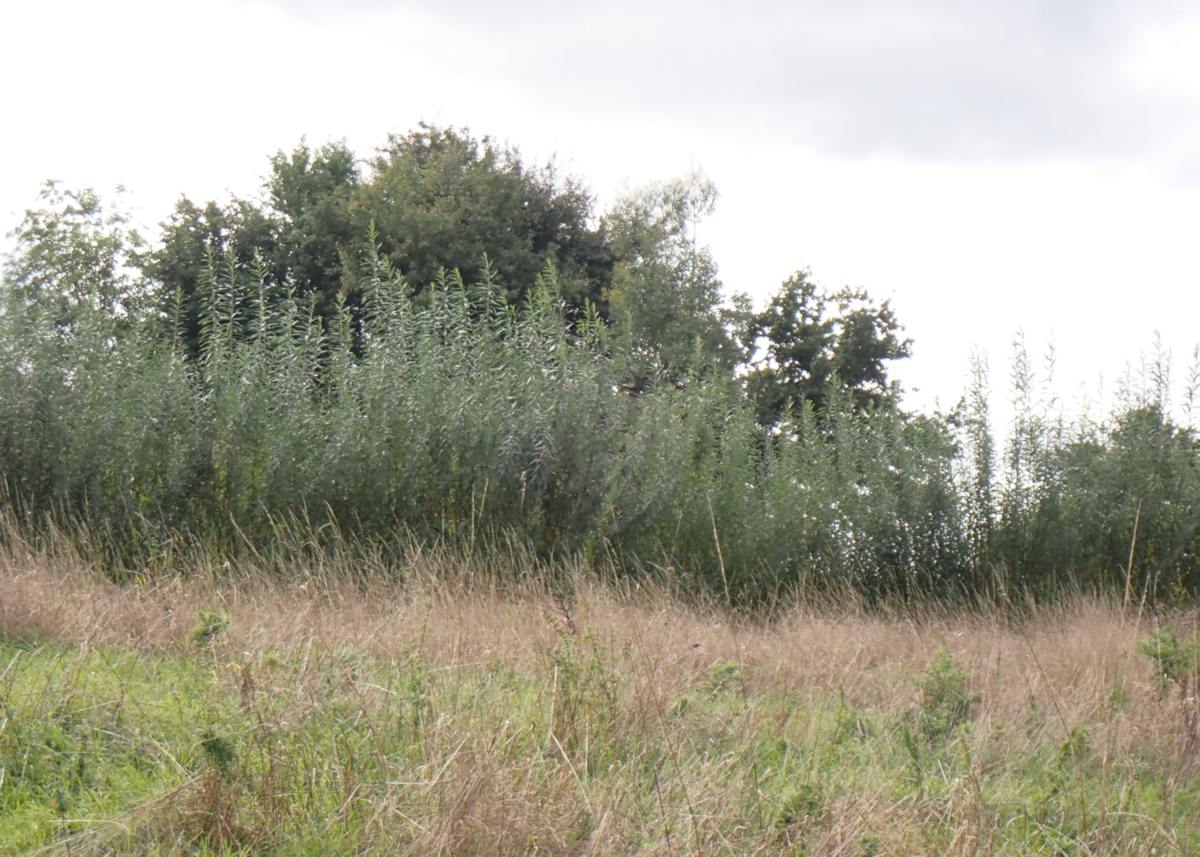 Bow Meadow wildlife area
