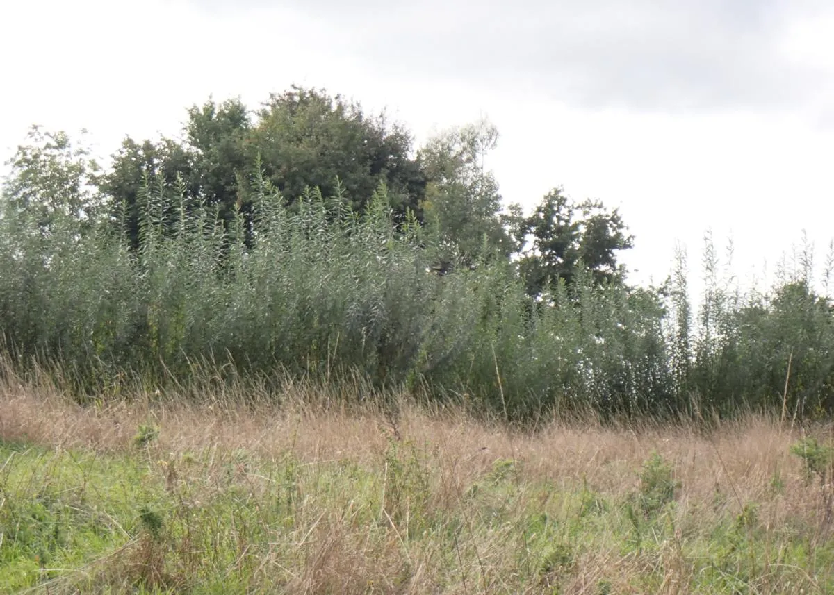 Bow Meadow wildlife area