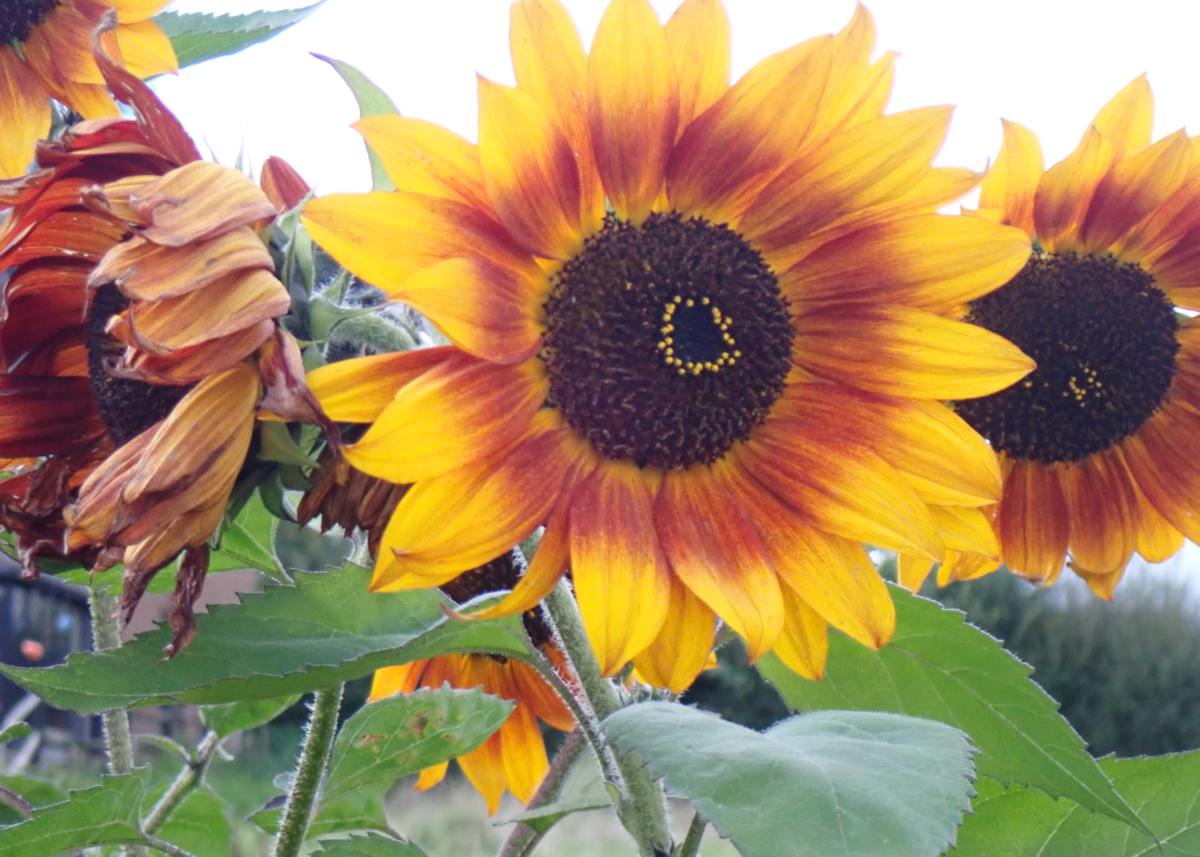 Bow Meadow wildlife area