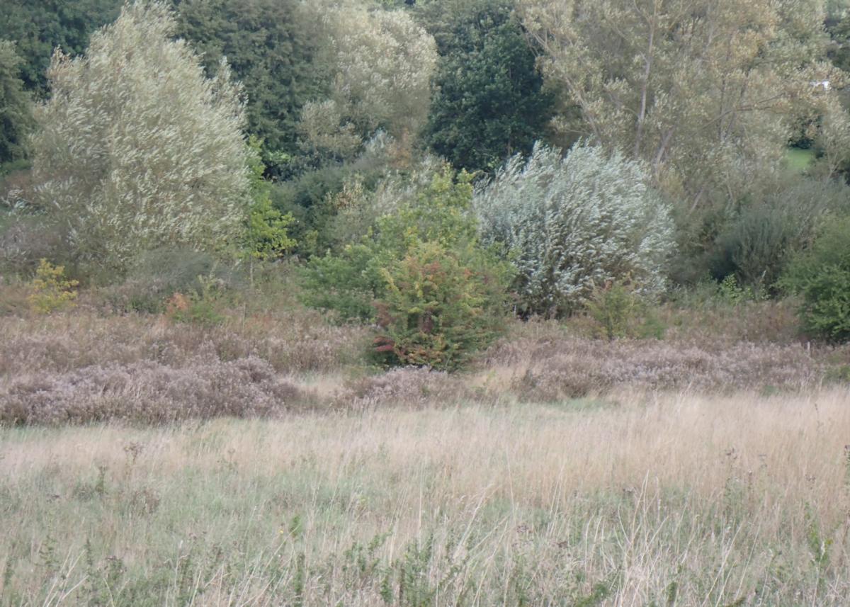 Bow Meadow wildlife area