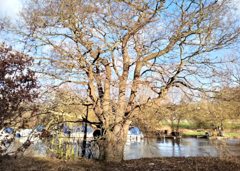 Bow Meadow wildlife area