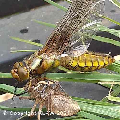 Broad-Bodied Chaser
