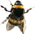 picture of a bumblebee